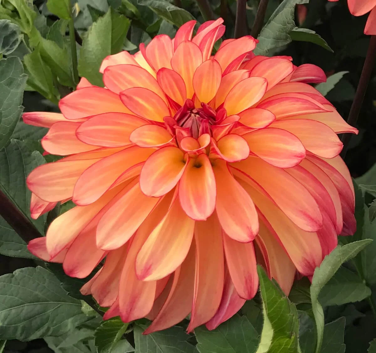 Dahlia 'Hypnotica Orange' (Hypnotica Orange Dahlia) — Northwest Blooms